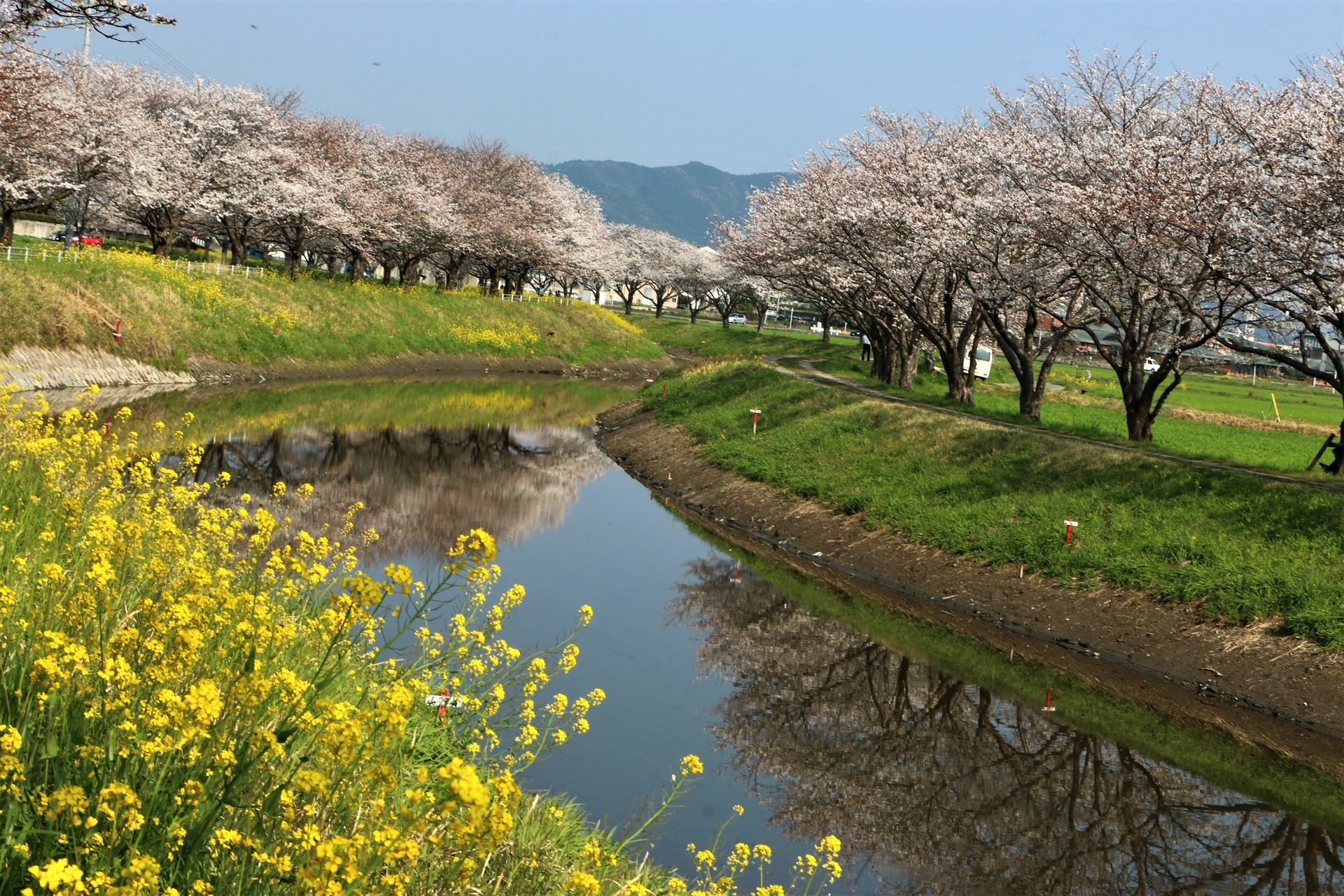 草場川の桜並木 癒しの時間